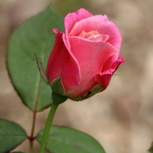 علیها یهو دیدمت مثله یه گل از باغچه چیدمت